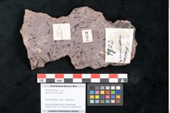 Foto (Objekt + Etikett) von Fagus ninnisiana Unger (NHMW-GEO-2024-0188-10204)